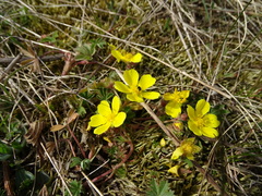 Potentilla incana
