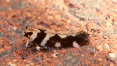 Macrobathra bigerella