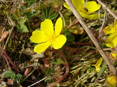 Potentilla incana
