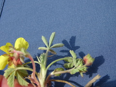 Potentilla incana