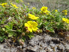 Potentilla incana