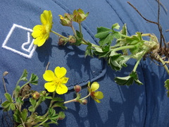 Potentilla incana