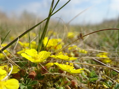 Potentilla incana