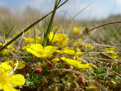 Potentilla incana