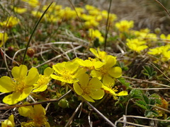 Potentilla incana