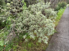 Euonymus japonicus