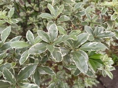 Euonymus japonicus