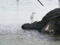 Egretta gularis