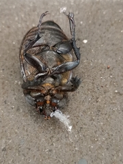Xylotrupes gideon