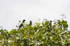 Eupsittula aurea