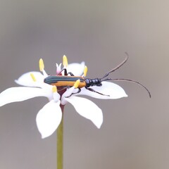 Stenoderus suturalis