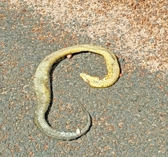 Notechis scutatus occidentalis