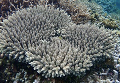 Acropora tenuis