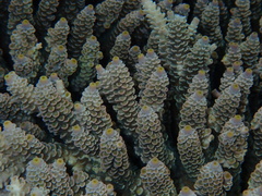 Acropora tenuis