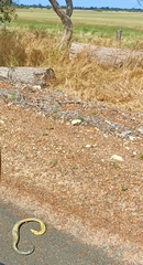 Notechis scutatus occidentalis