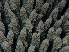 Acropora tenuis