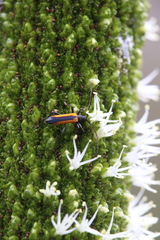 Stenoderus suturalis