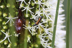 Stenoderus suturalis