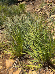 Machaerina deplanchei