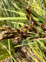 Machaerina deplanchei