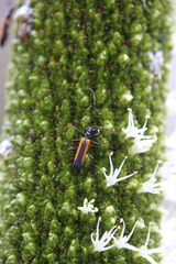 Stenoderus suturalis