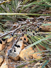 Machaerina deplanchei