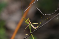 Caladenia attingens