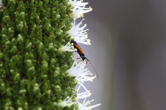 Stenoderus suturalis
