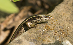 Eutropis carinata
