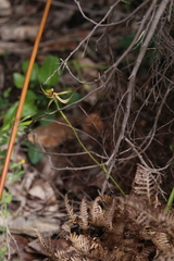 Caladenia attingens
