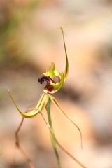Caladenia attingens
