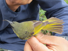 Drepanorhynchus reichenowi