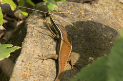 Eutropis carinata