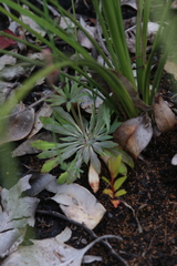 Stylidium lowrieanum