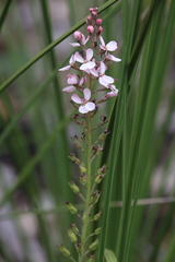 Stylidium lowrieanum