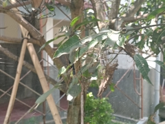 Nephila kuhli
