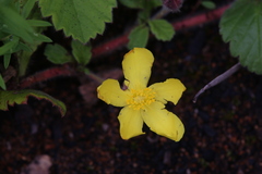 Hibbertia grossulariifolia