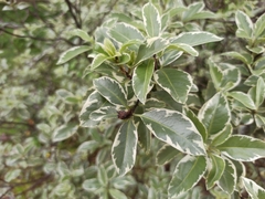 Euonymus japonicus