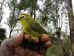Zosterops senegalensis