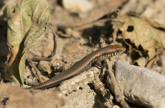 Eutropis macularia