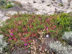 Carpobrotus rossii