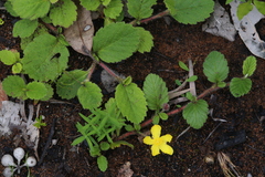 Hibbertia grossulariifolia