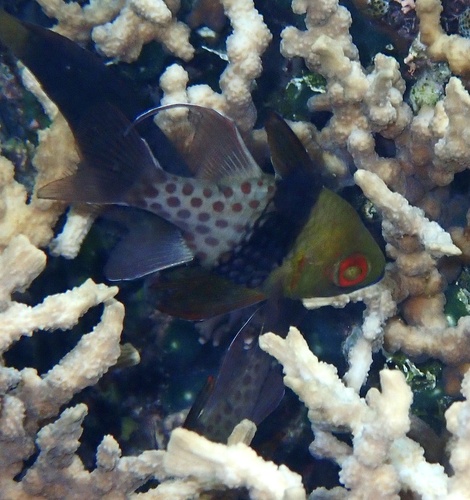 Pajama Cardinalfish