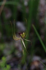 Caladenia attingens