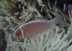 Amphiprion perideraion
