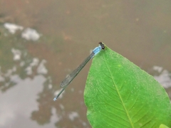 Pseudagrion pruinosum