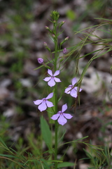 Isotoma