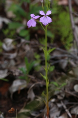 Isotoma