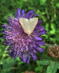 Udea lutealis