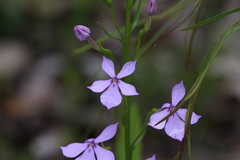 Isotoma